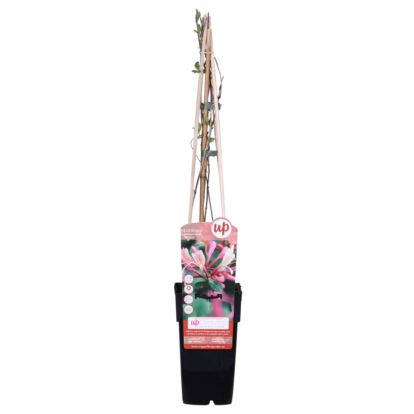 3x Lonicera periclymenum 'Belgica' – Duftende Kletterpflanze Ø15cm