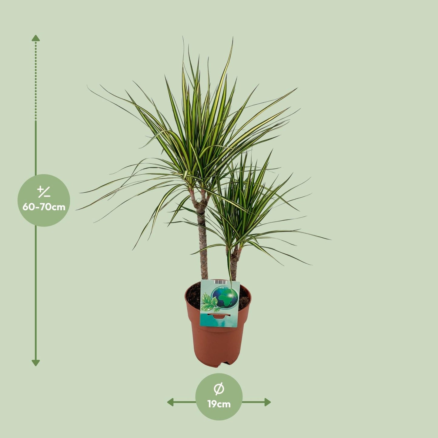 Drachenbaum Marginata Bicolor – 70 cm, pflegeleicht & dekorativ