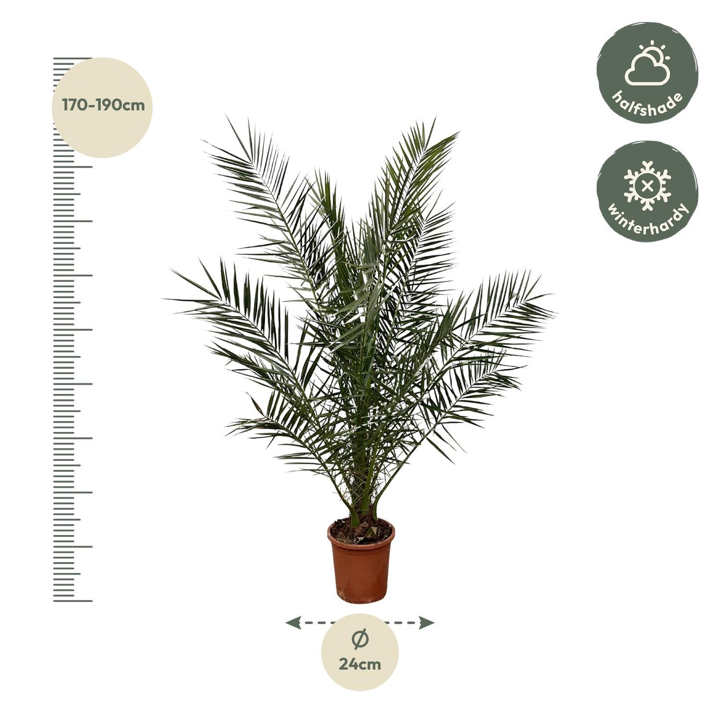 Phoenix Canariensis – Kanarische Dattelpalme 180 cm