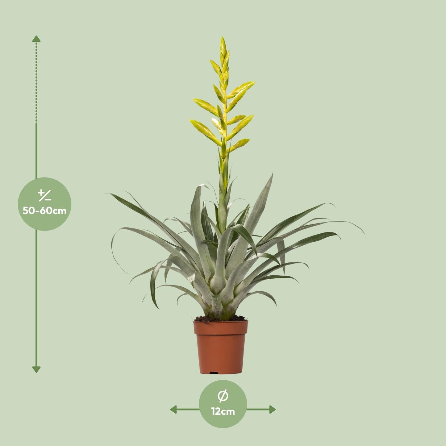 Tillandsia Oerstediana – pflegeleichte Luftpflanze Ø12cm