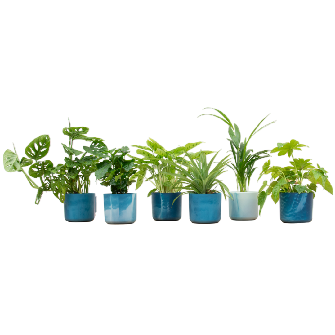 Überraschungsbox – 6 pflegeleichte Zimmerpflanzen Ø14 cm