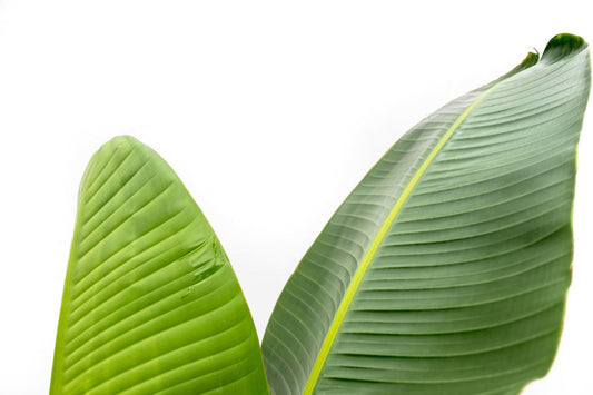 Strelitzia Augusta – Elegante Zimmerpflanze 220 cm