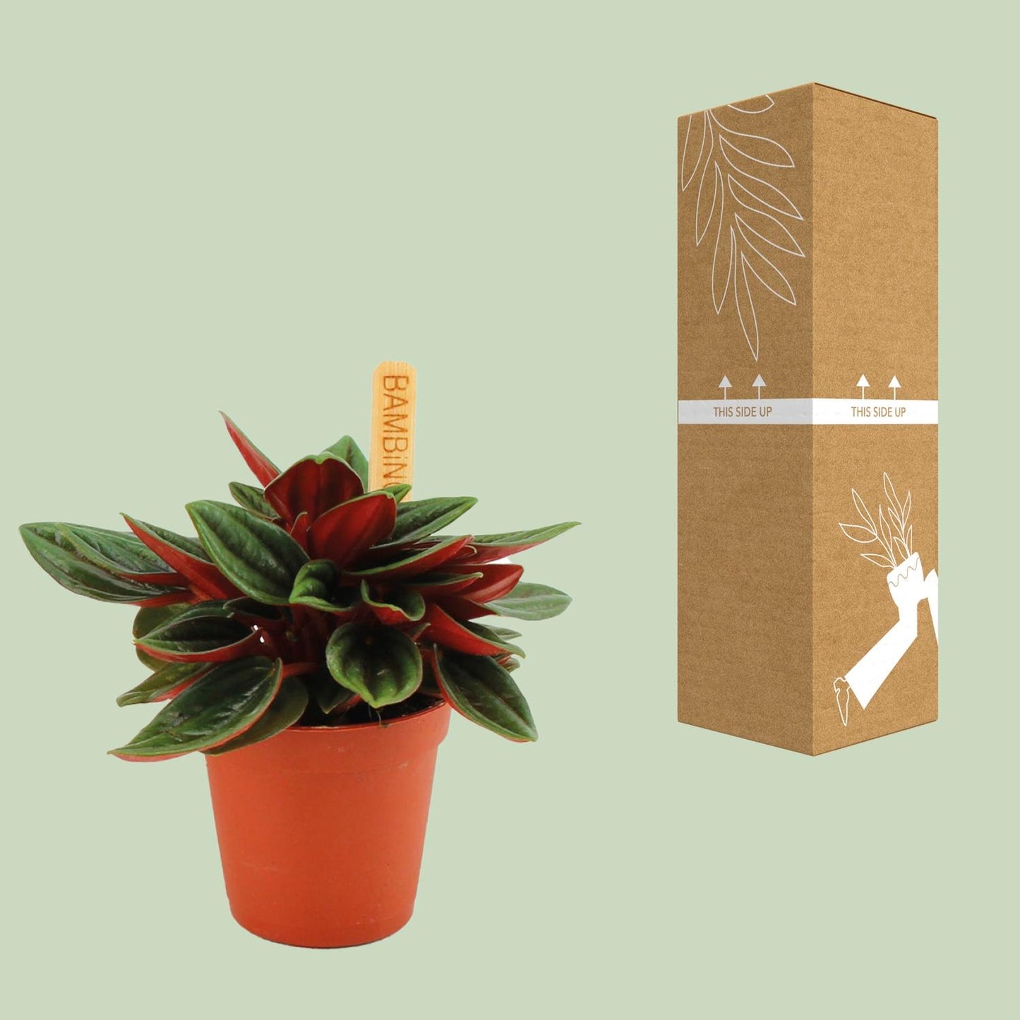 Peperomia Caperata Rosso – kompakte pflegeleichte Zimmerpflanze Ø6cm