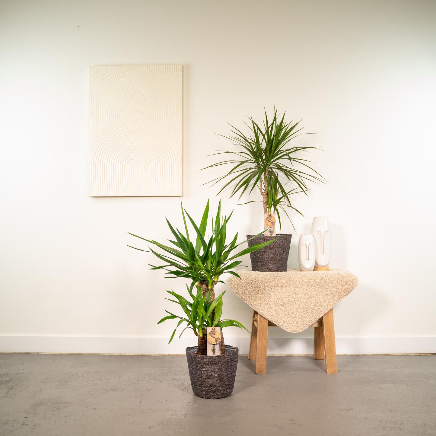 Set Dracaena & Yucca – Pflegeleichte Exoten 70-90cm