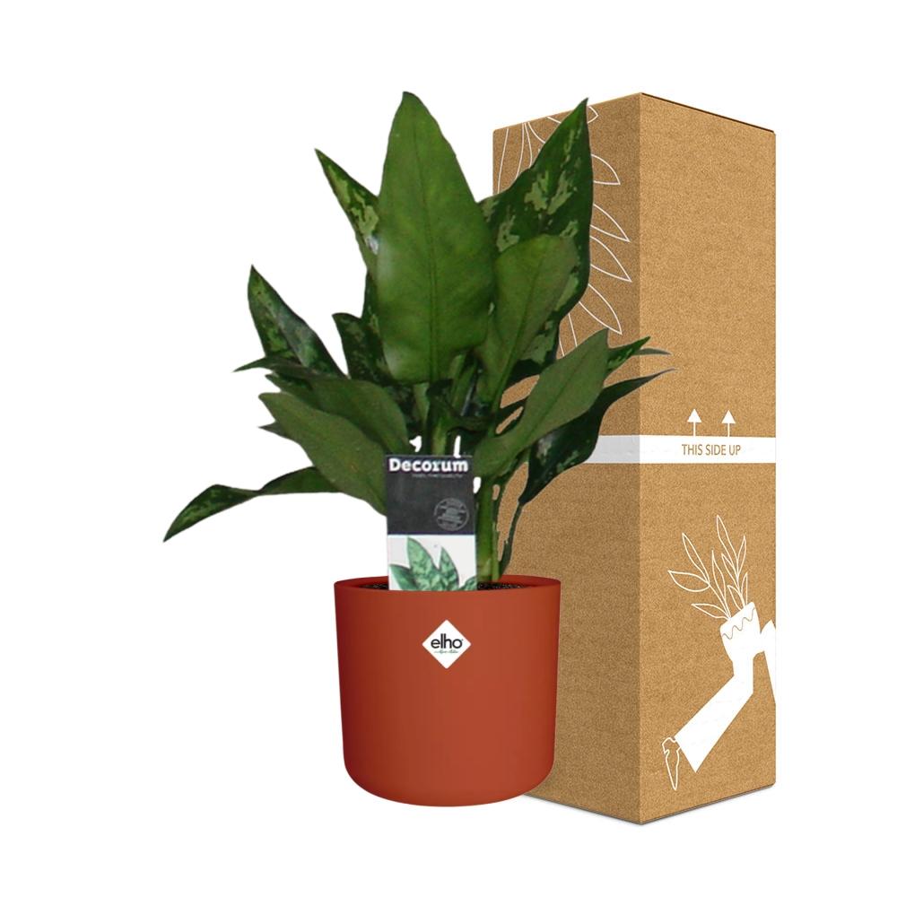 Aglaonema Maria in ELHO b.for soft rond 14cm brique
