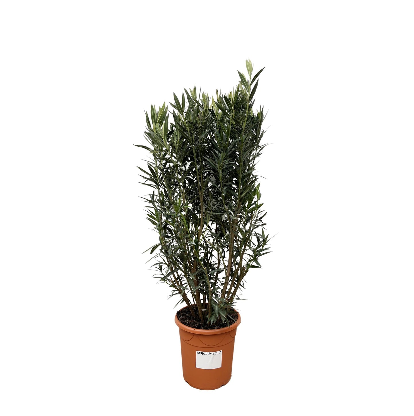 Nerium Oleander Strauch – 180 cm, Ø 40 cm, pflegeleicht & robust