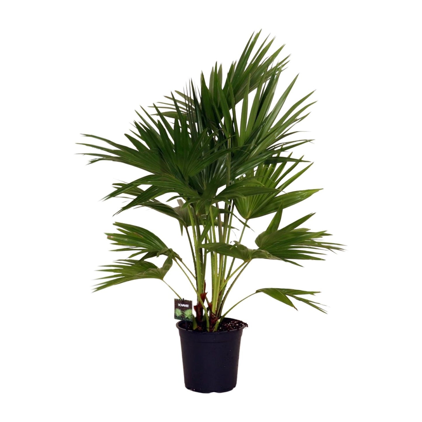 Livistona Chinensis – Pflegeleichte Fächerpalme Ø24cm