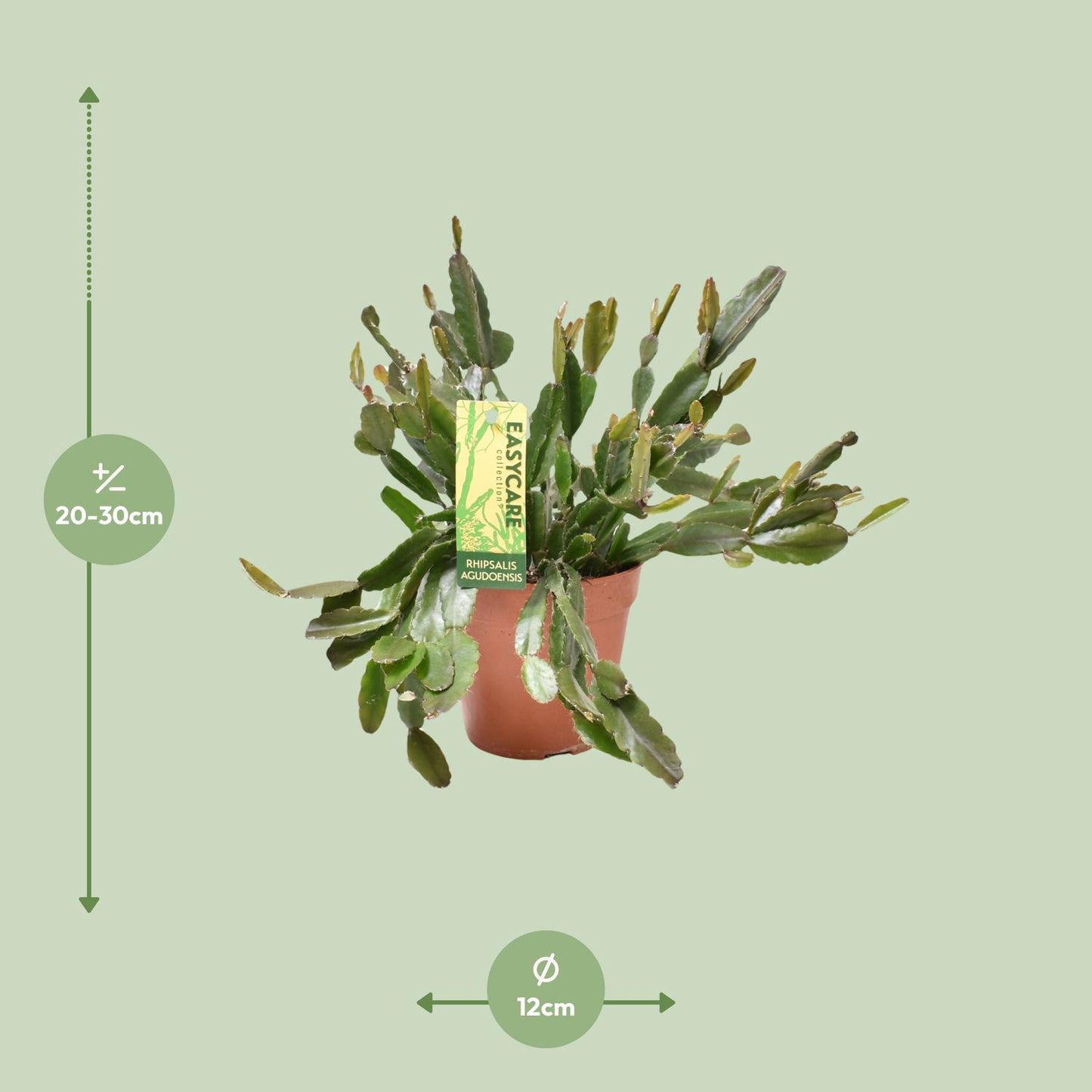 Rhipsalis Agudoensis – Pflegeleichte tropische Zimmerpflanze Ø12 cm