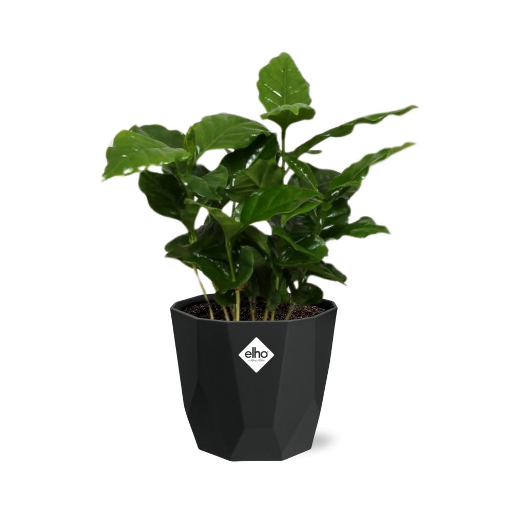 Coffea Arabica – Pflegeleichte Kaffeepflanze im 14cm Topf