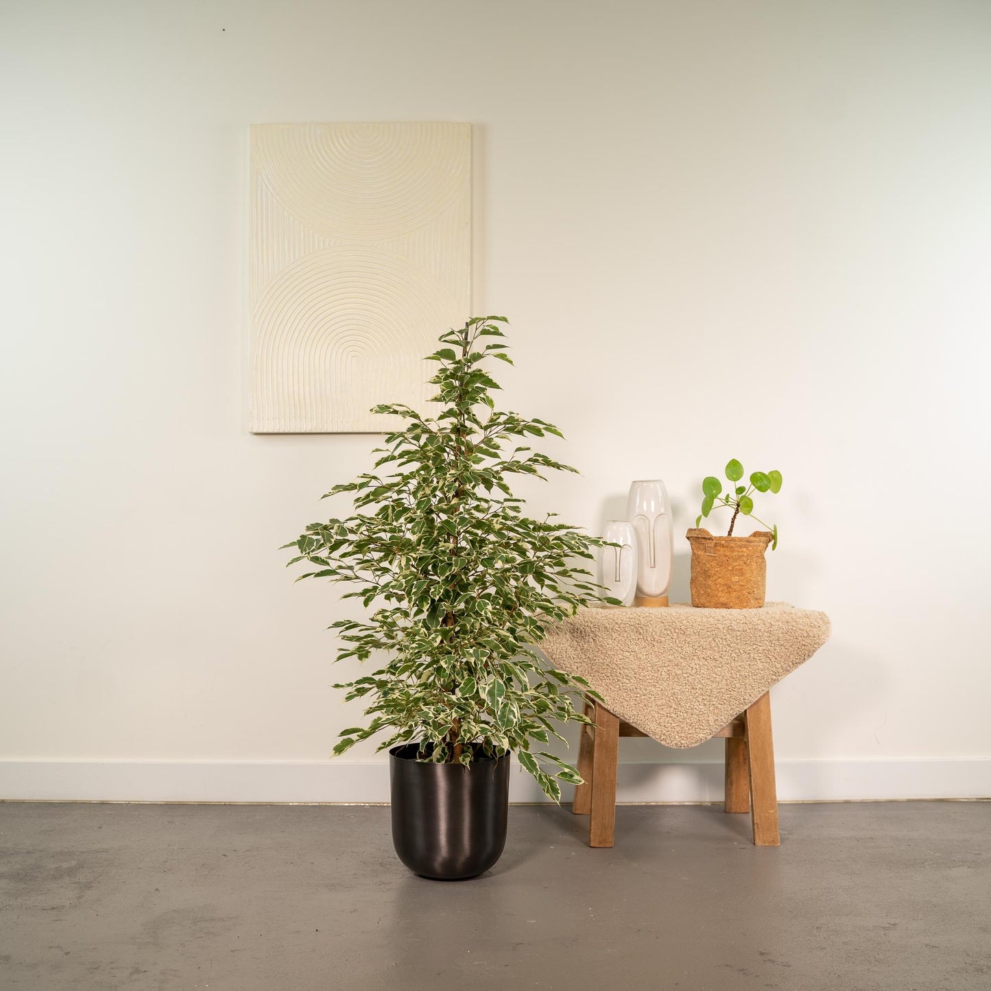 Ficus benjamina Twilight – Pflegeleichte Zimmerpflanze Ø21cm