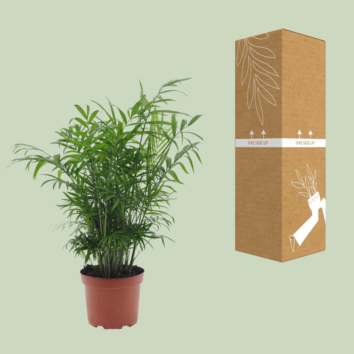 Zwergpalme Chamaedorea – Pflegeleichte Zimmerpflanze Ø17cm