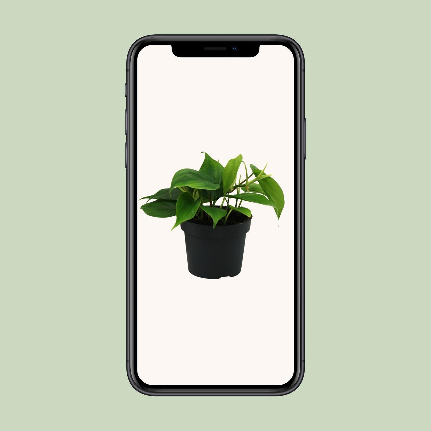 Kletter-Philodendron – Pflegeleichte Zimmerpflanze Ø12cm