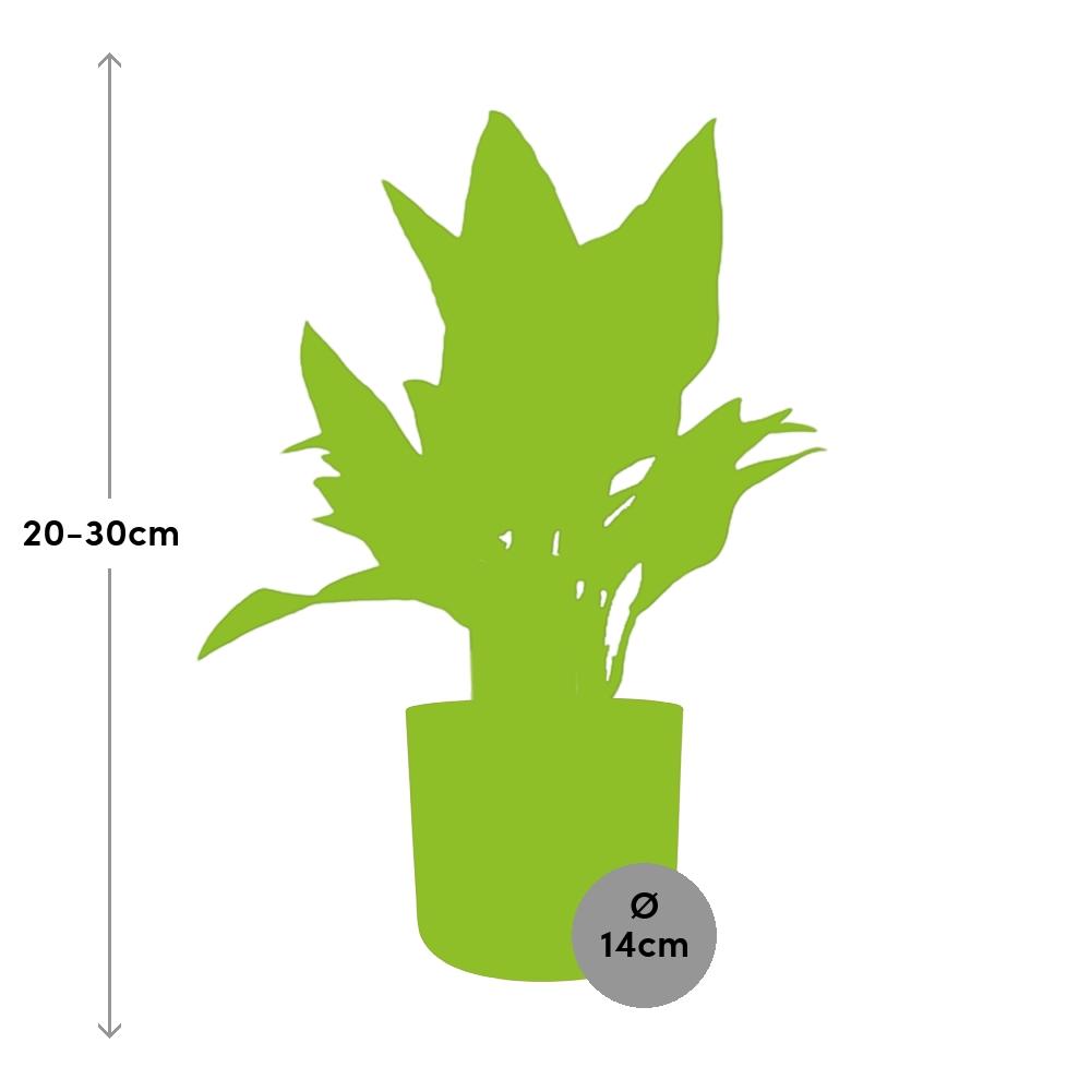 Aglaonema Maria in ELHO b.for soft rond 14cm brique