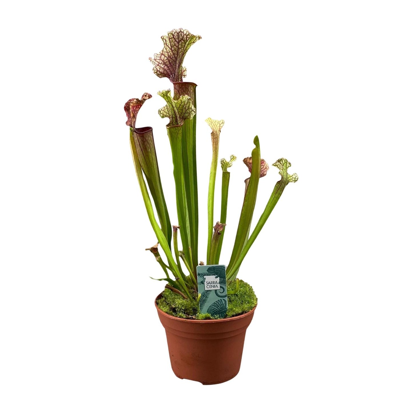 Sarracenia Judith Hindle – Exotische Kannenpflanze Ø12cm