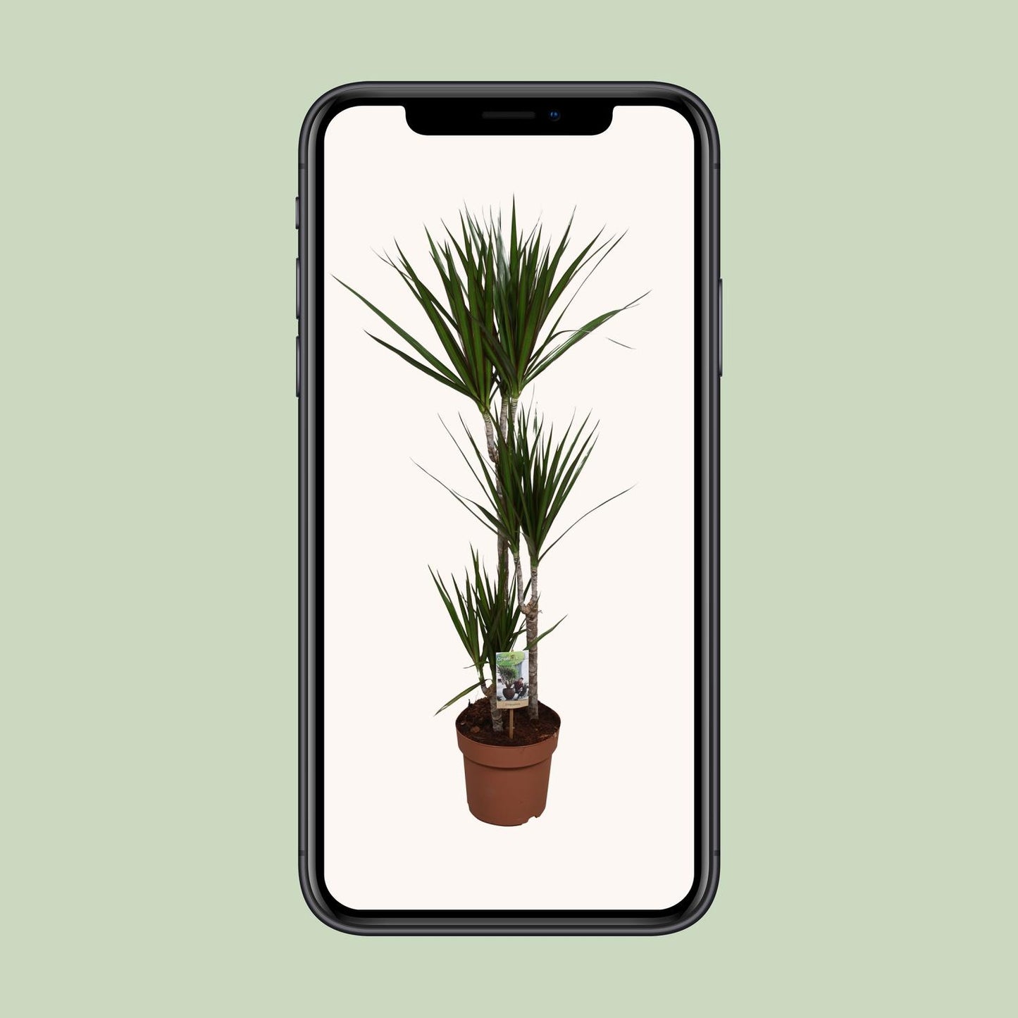 Dracaena Marginata – Pflegeleichte Zimmerpflanze Ø21cm