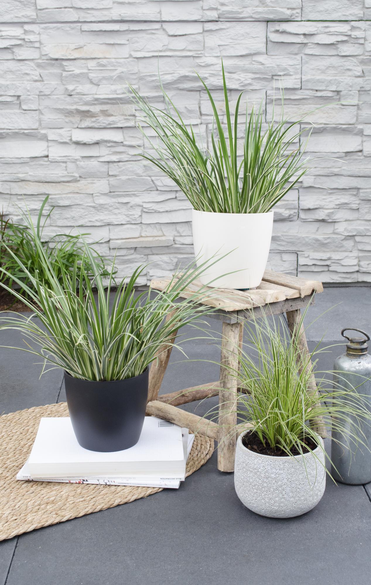 Acorus gramineus 'Argenteostriatus' – Dekoratives Ziergras Ø14cm