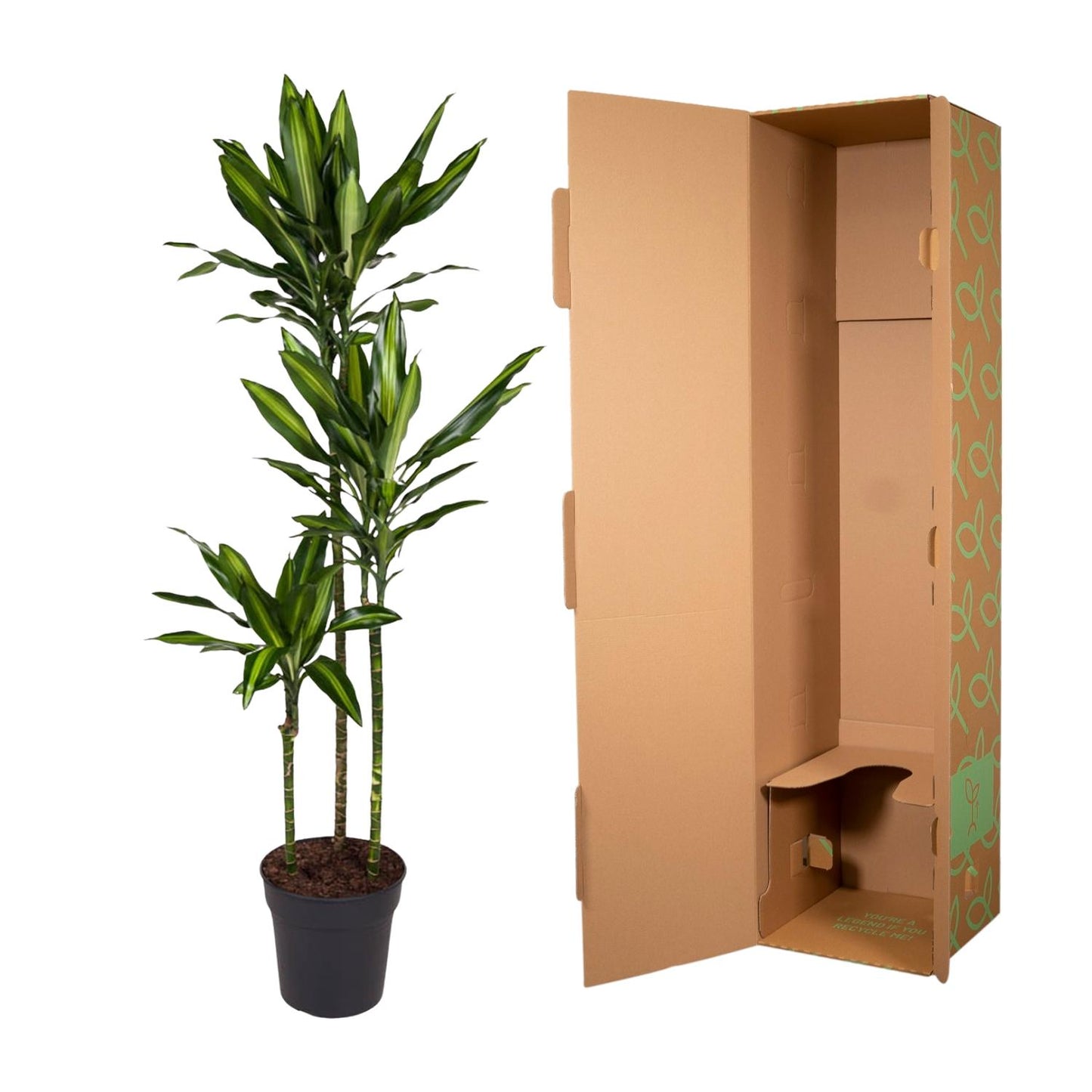 Dracaena Cintho – Pflegeleichte Zimmerpflanze 160 cm