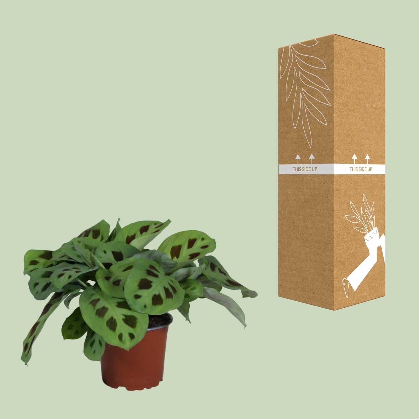 Maranta Leuconeura 'Kerchoveana' – Pflegeleichte Gebetspflanze Ø12cm