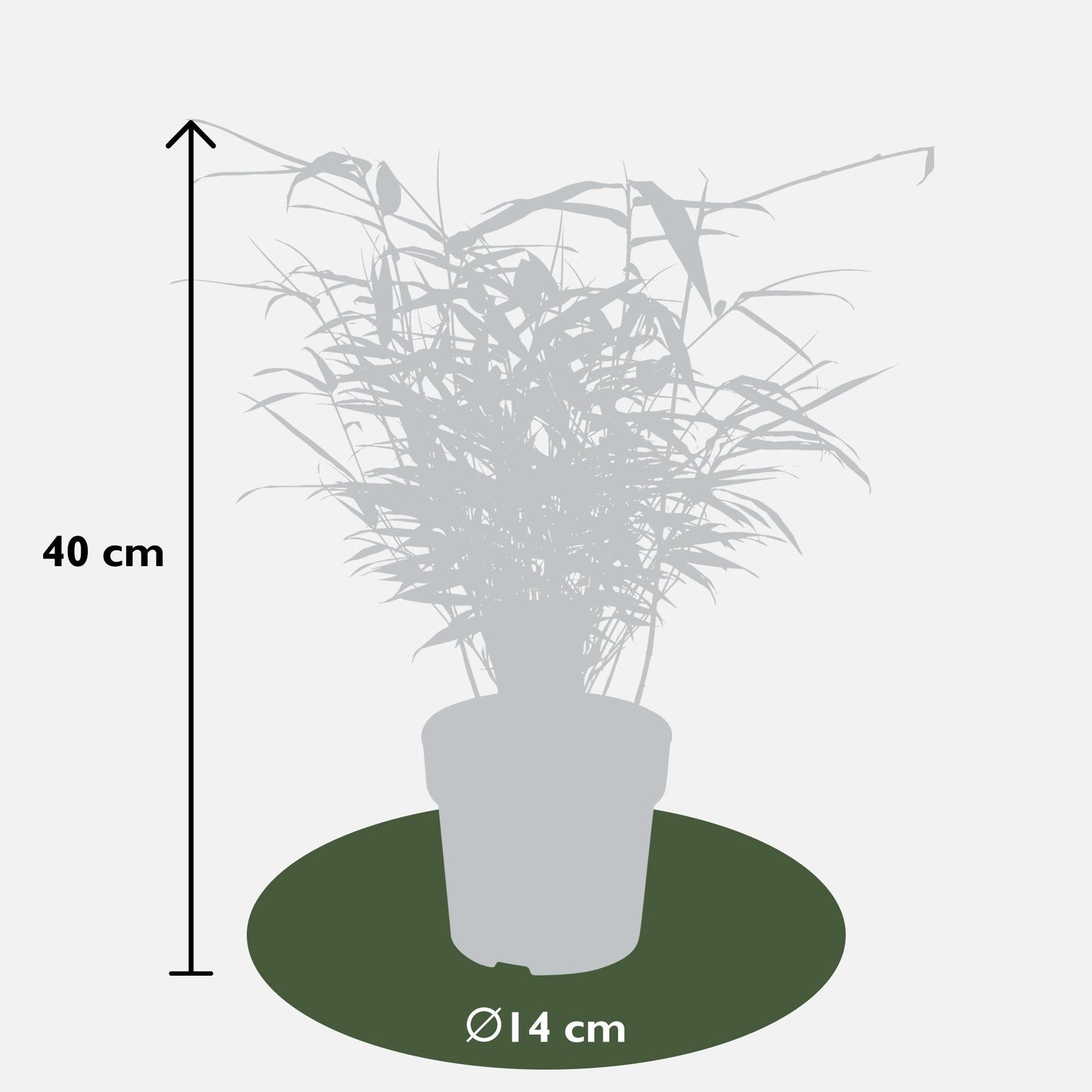 12x Fargesia rufa – Kompakter & pflegeleichter Bambus Ø14cm