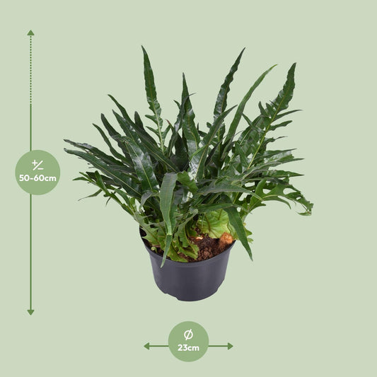 Aglaomorpha coronans – Eleganter Santa Rosa Farn Ø23cm