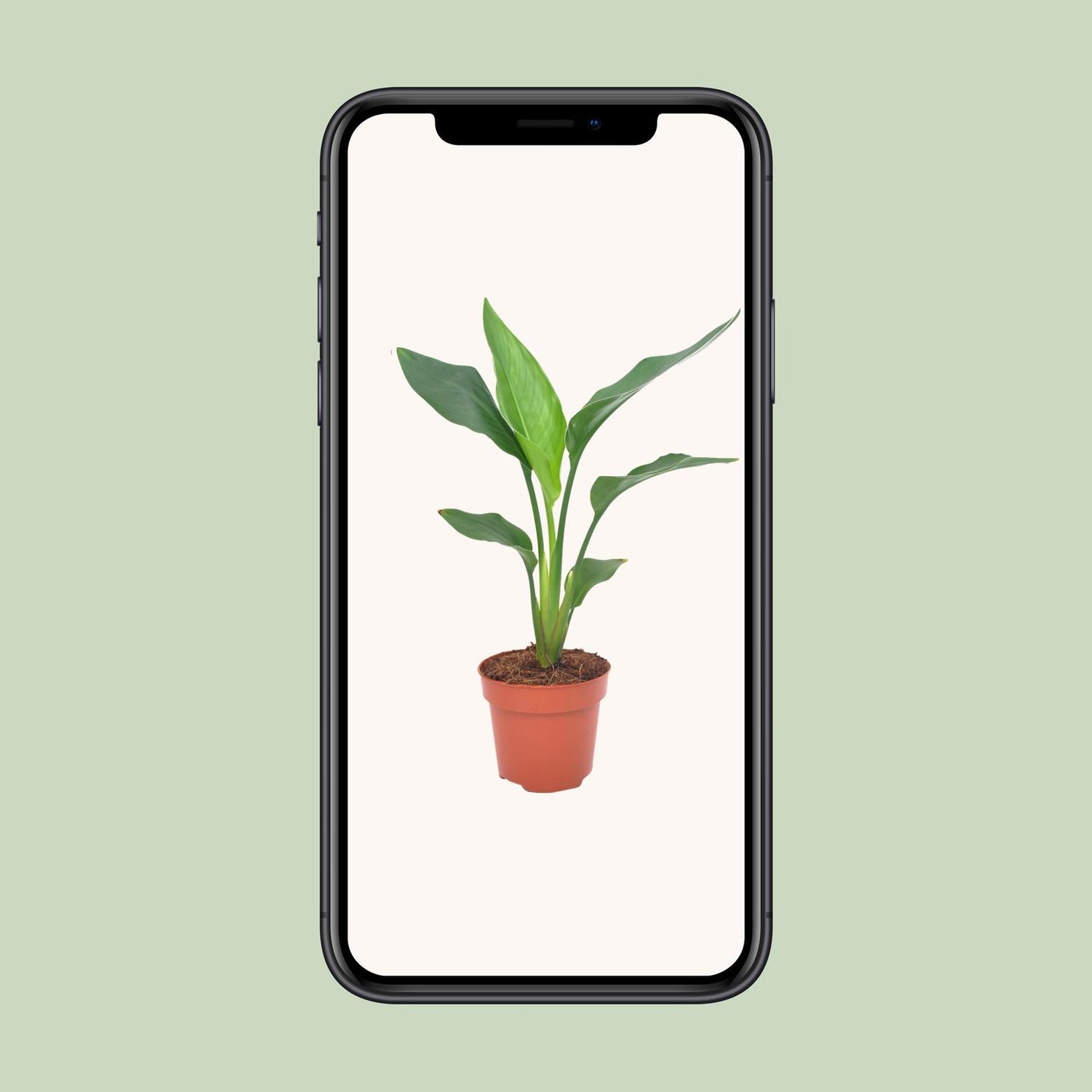 Strelitzia Reginae – Bird of Paradise Ø12cm Topf, 40cm Höhe