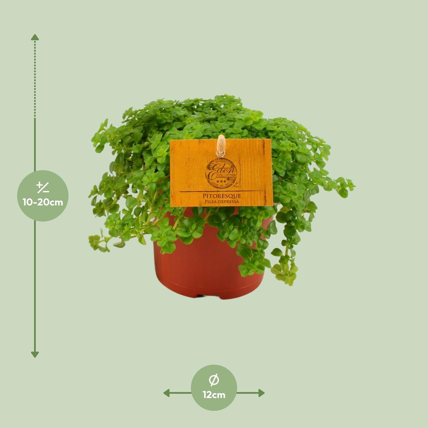 Pilea Depressa – Bubikopf Zimmerpflanze Ø12cm, pflegeleicht