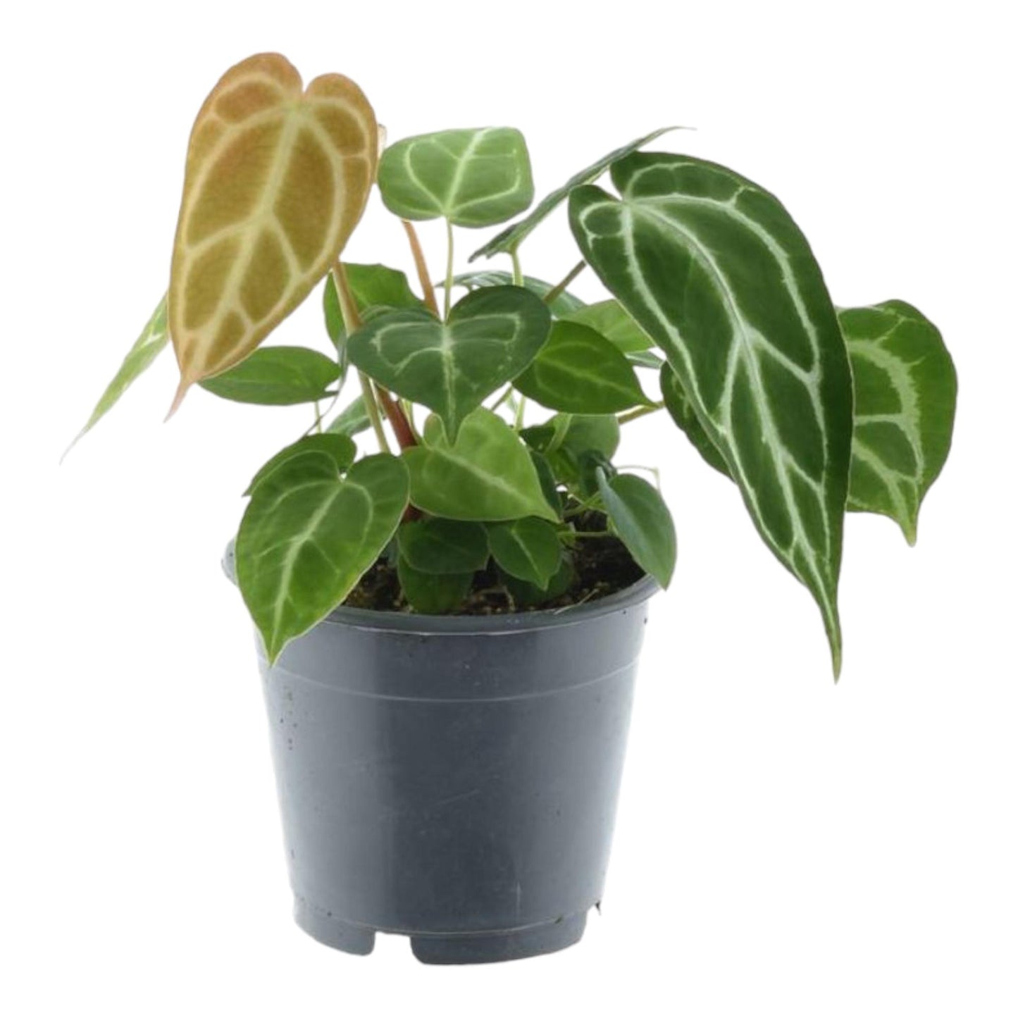 Anthurium Chrystallium – Elegante, pflegeleichte Zimmerpflanze 35 cm