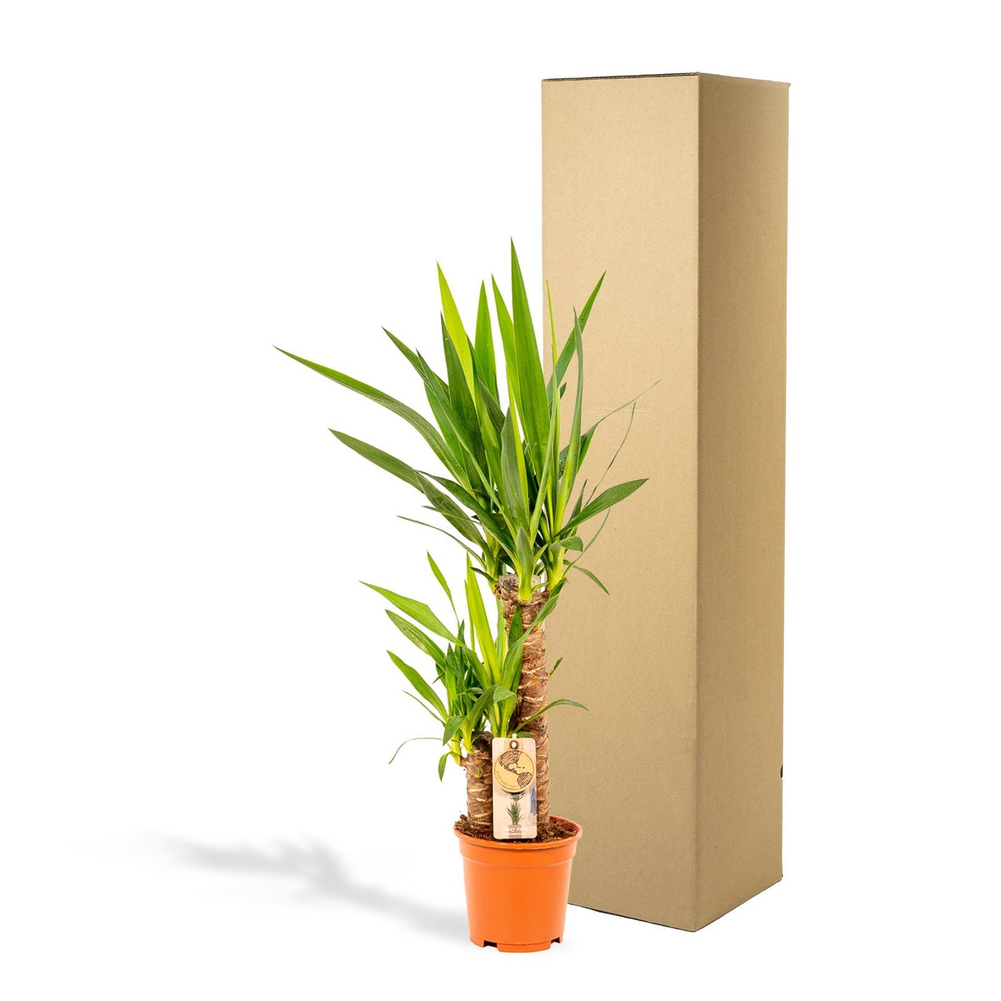 Yucca – Pflegeleichte und robuste Palmlilie Ø17cm, 90cm hoch