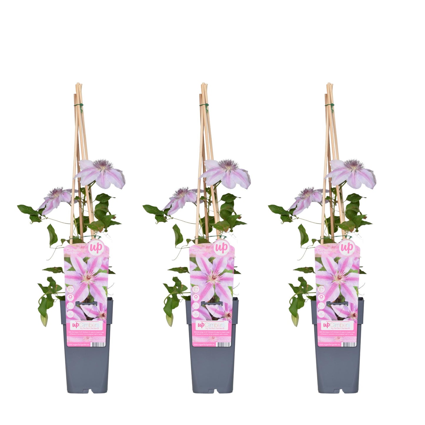 3x Clematis Nelly Moser – Pflegeleichte Kletterpflanze Ø15cm