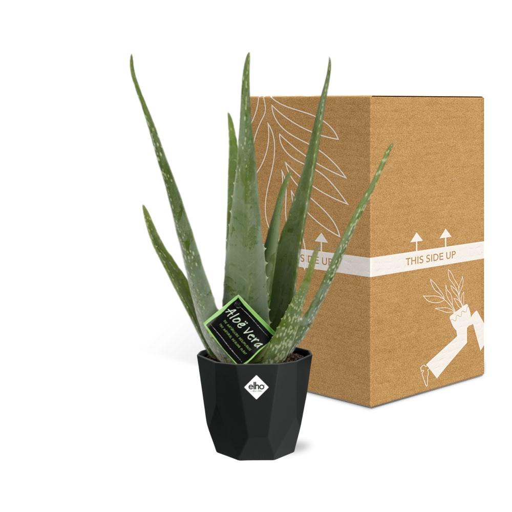 Aloe Vera 12cm in 14cm Topf b.for rock living black