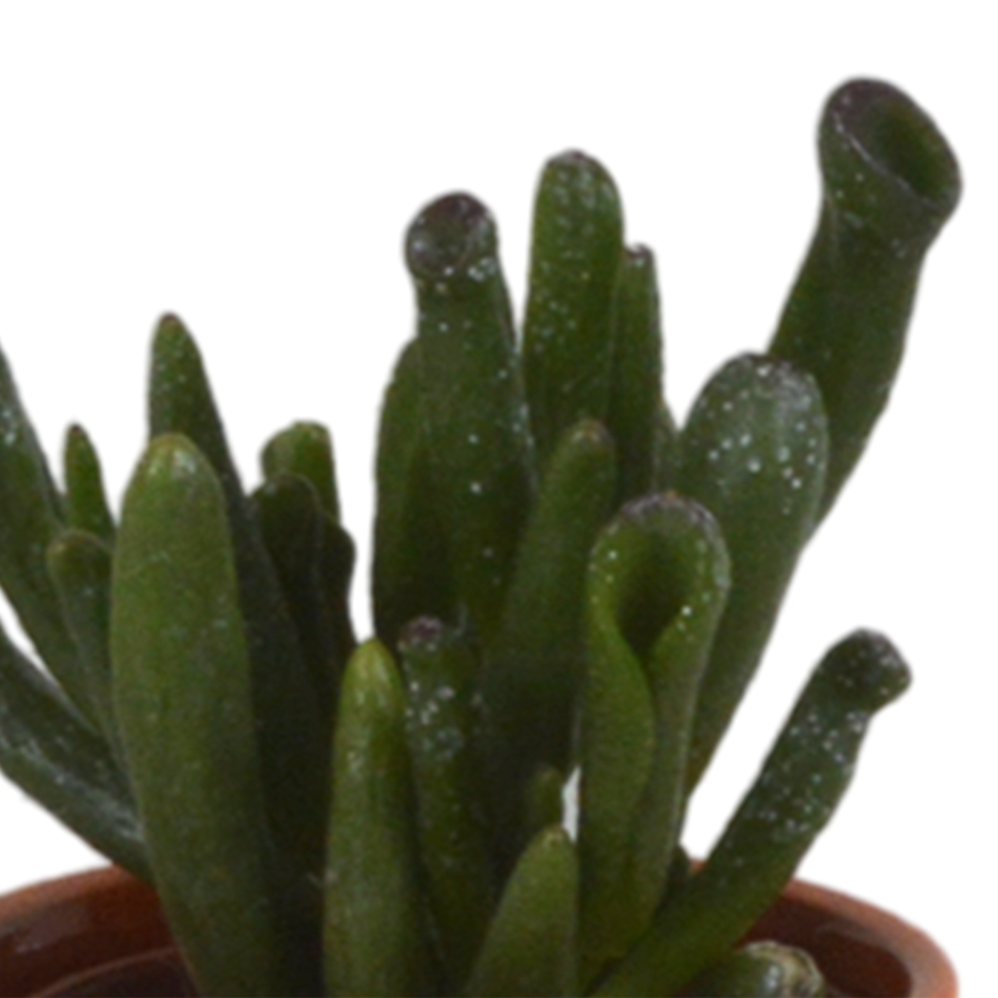 Vetplanten-Mischung 5x in handbemalter Mexicaanse Pot