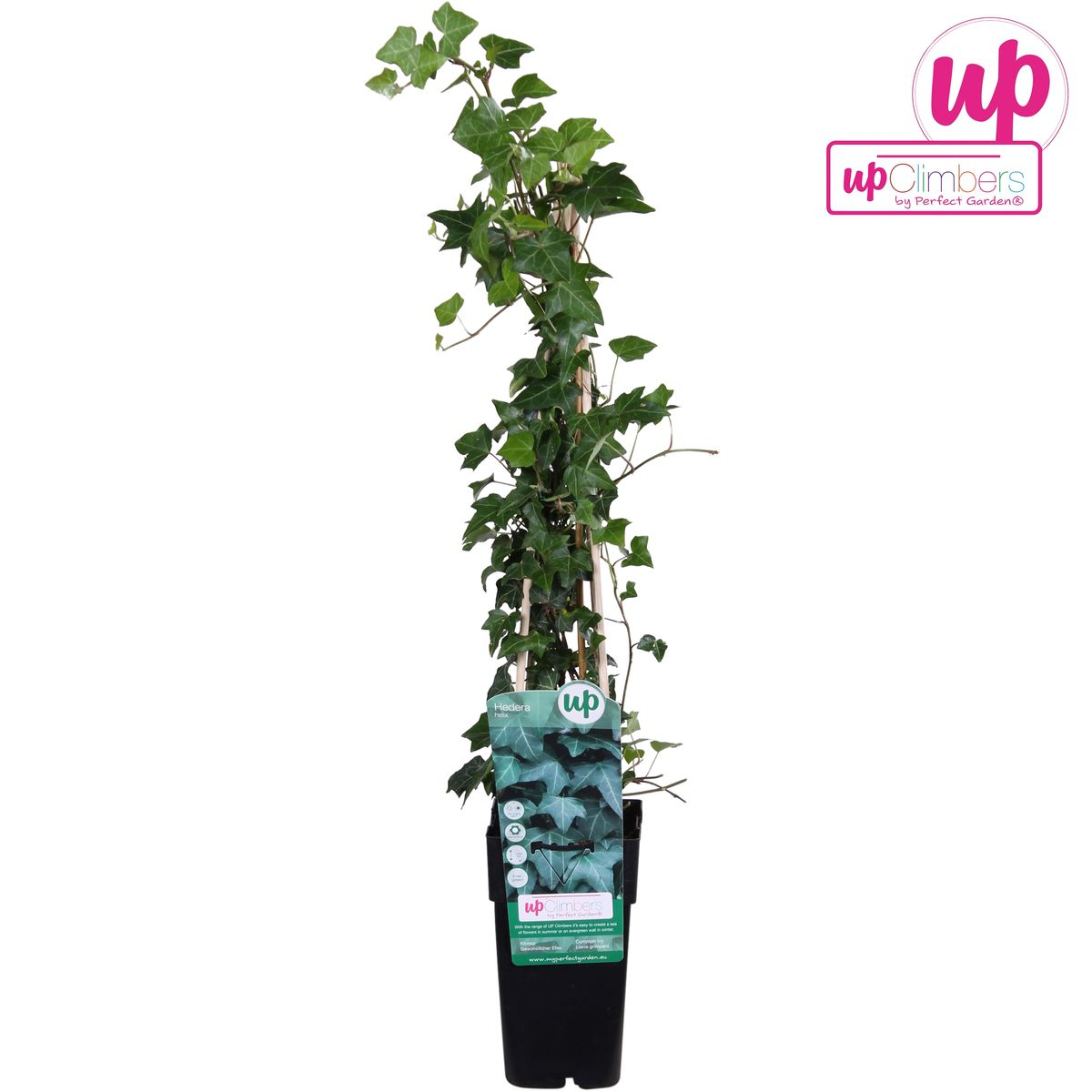 Hedera helix - Pflegeleichter Efeu Kletterpflanze Ø15cm