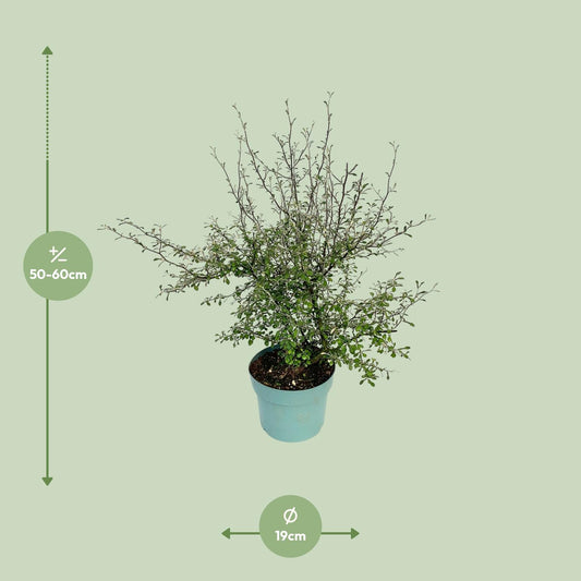 Zigzag-Pflanze Corokia – Pflegeleicht & Robust Ø19cm