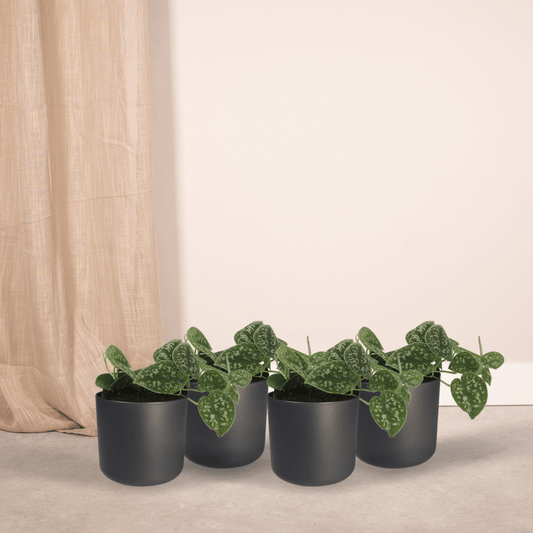 4x Scindapsus Pictus – pflegeleichte Zimmerpflanze Ø12cm