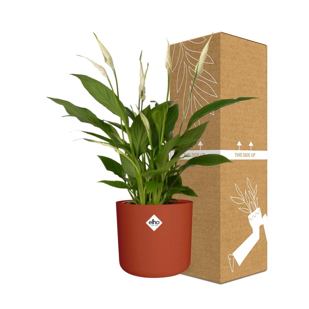 Friedenslilie (Spathiphyllum) 12 cm im ELHO b.for soft Topf