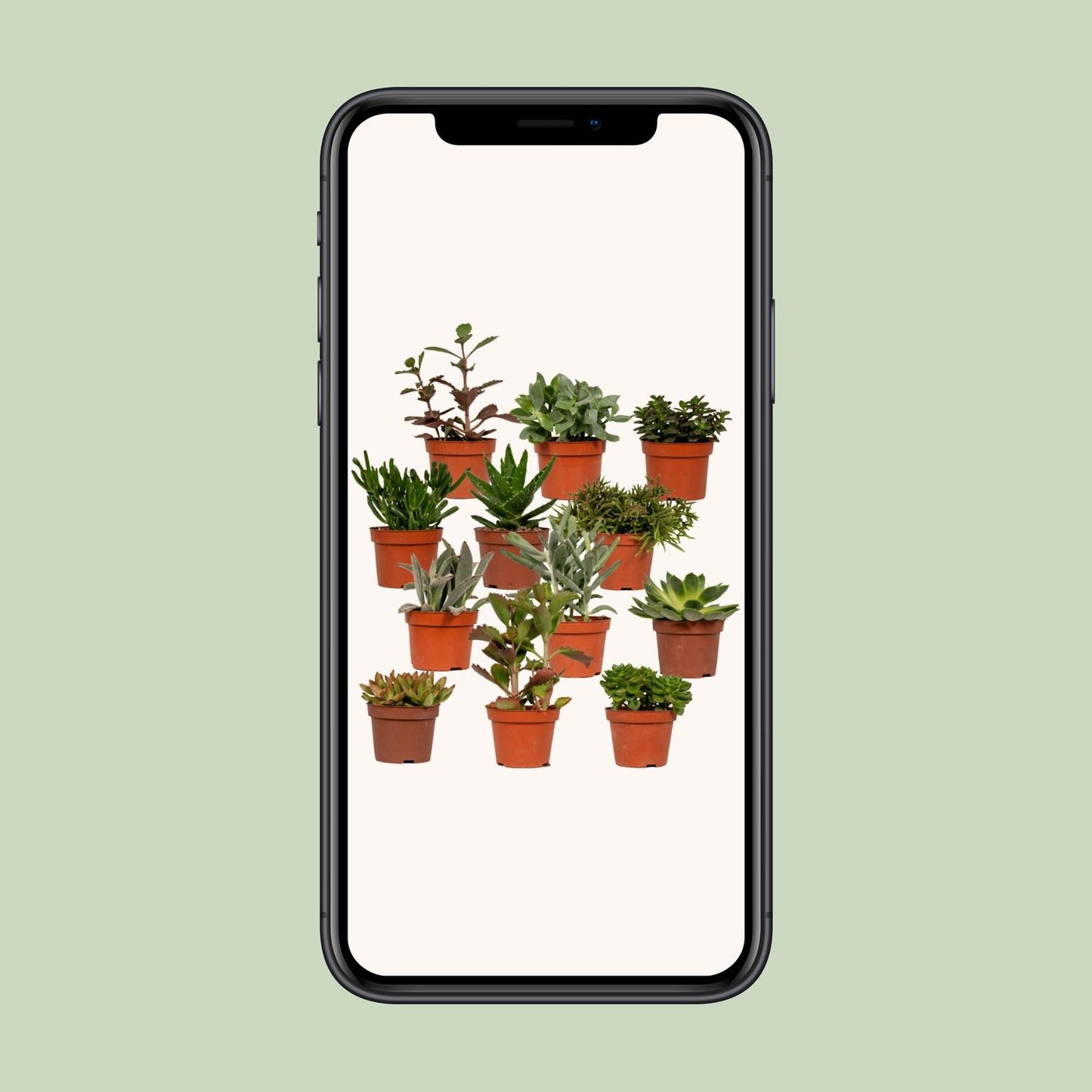 Sukkulenten Mix Echeveria Ø10,5 cm – Pflegeleicht & Elegant