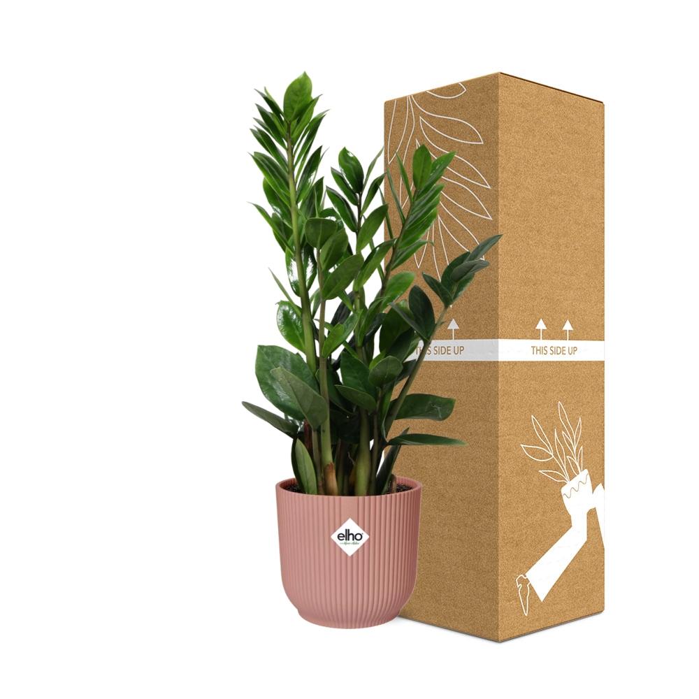 Zamioculcas – Pflegeleichte ZZ-Pflanze im ELHO Vibes Fold Topf 14cm rosa