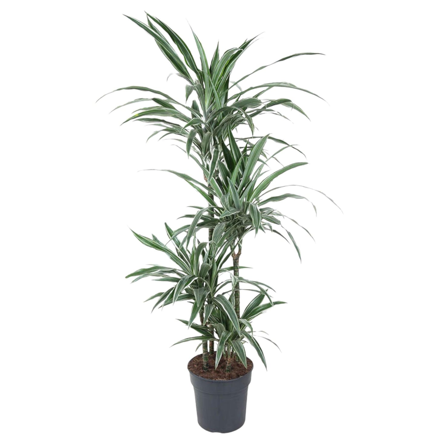 Dracaena Warneckei – Pflegeleichte Zimmerpflanze 145 cm