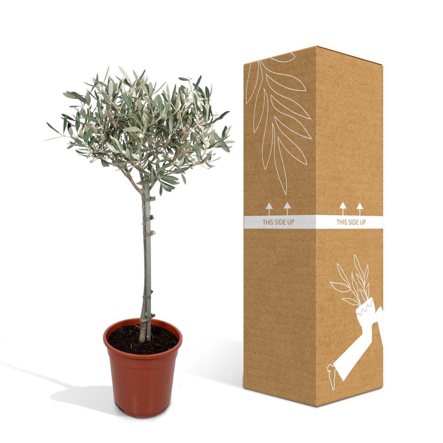 Olea Europaea – Mediterraner Olivenbaum Ø19cm, 90cm hoch