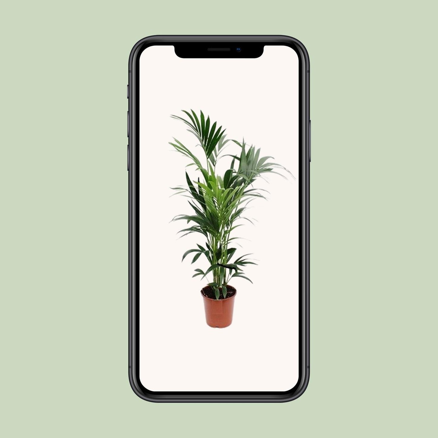 Kentia Palme – Elegante, pflegeleichte Zimmerpflanze Ø24cm