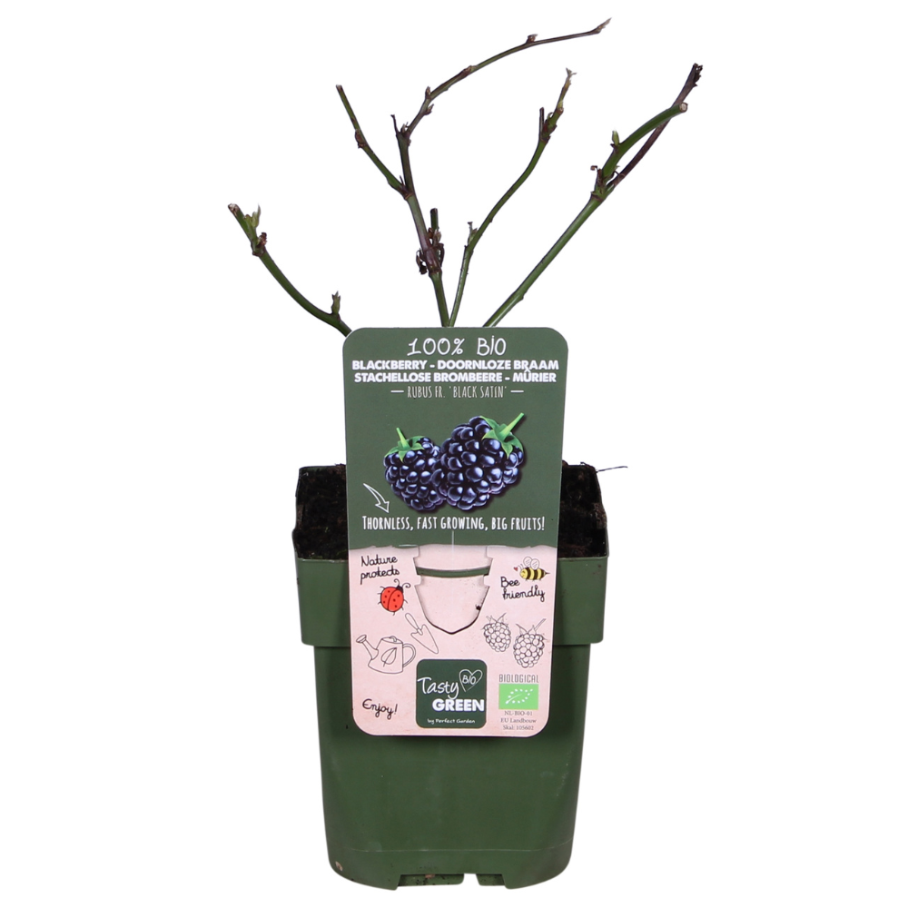 Dornenlose Brombeere 'Black Satin' – Ø13cm, ca. 45cm