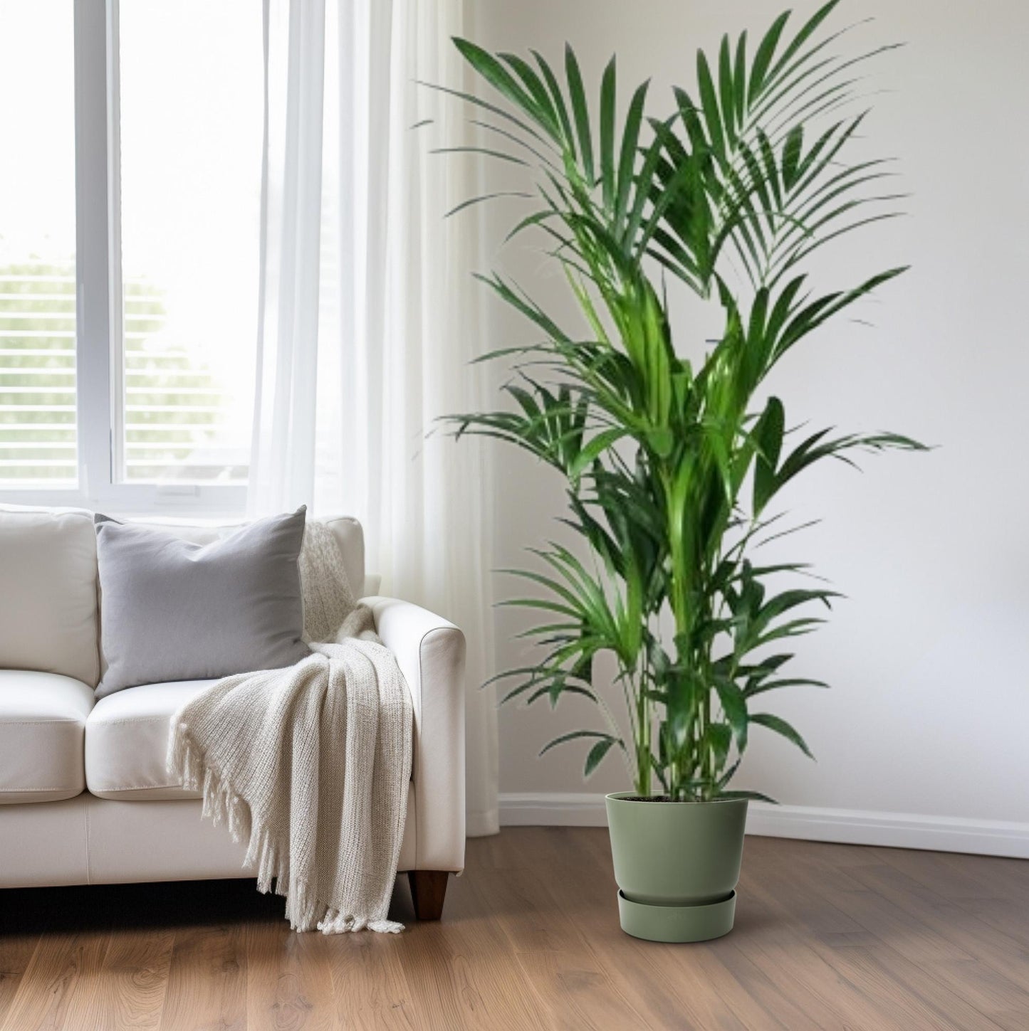 Kentia Palme – Elegante, pflegeleichte Zimmerpflanze 180 cm