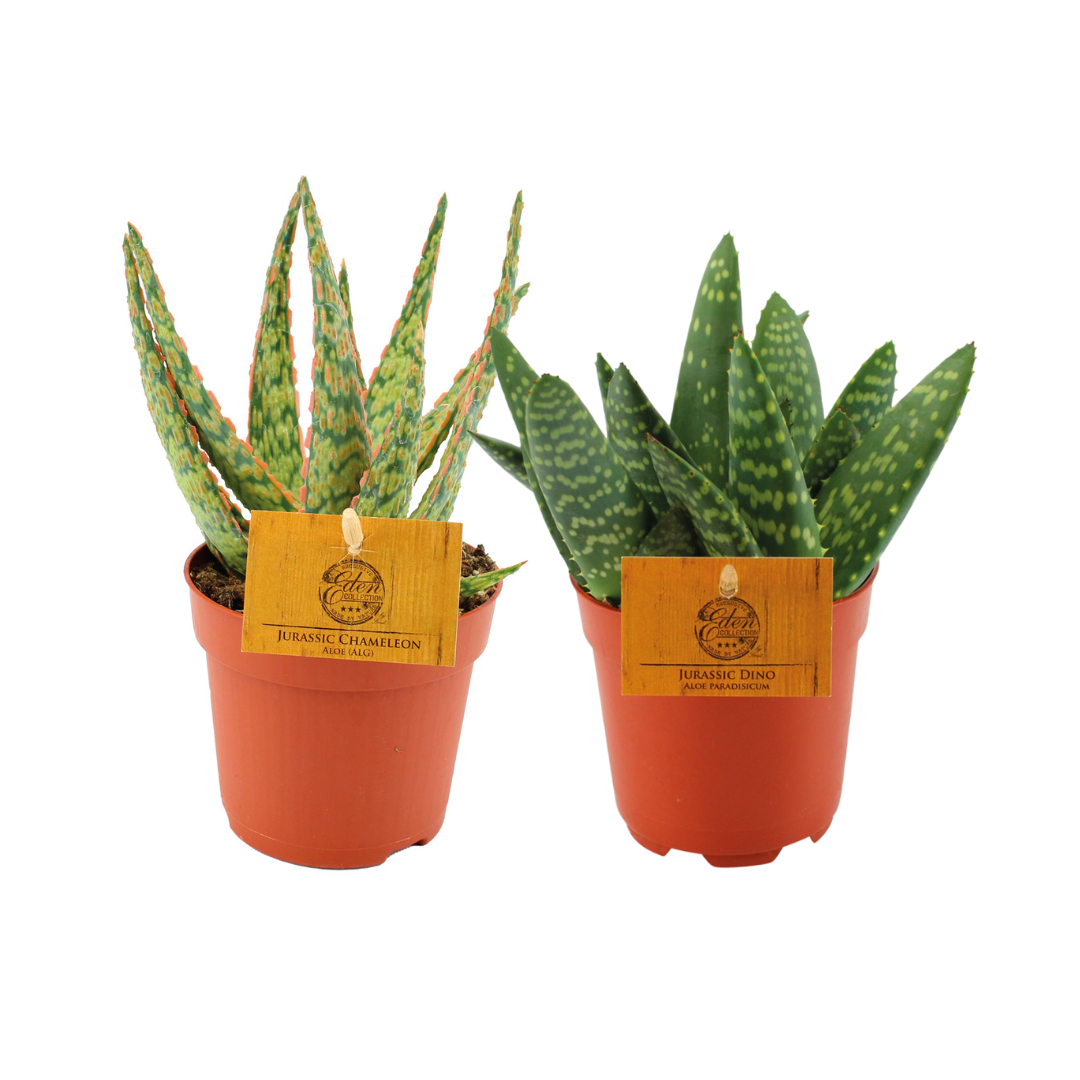 Aloe Duo – 2 pflegeleichte Zimmerpflanzen Ø10,5 cm