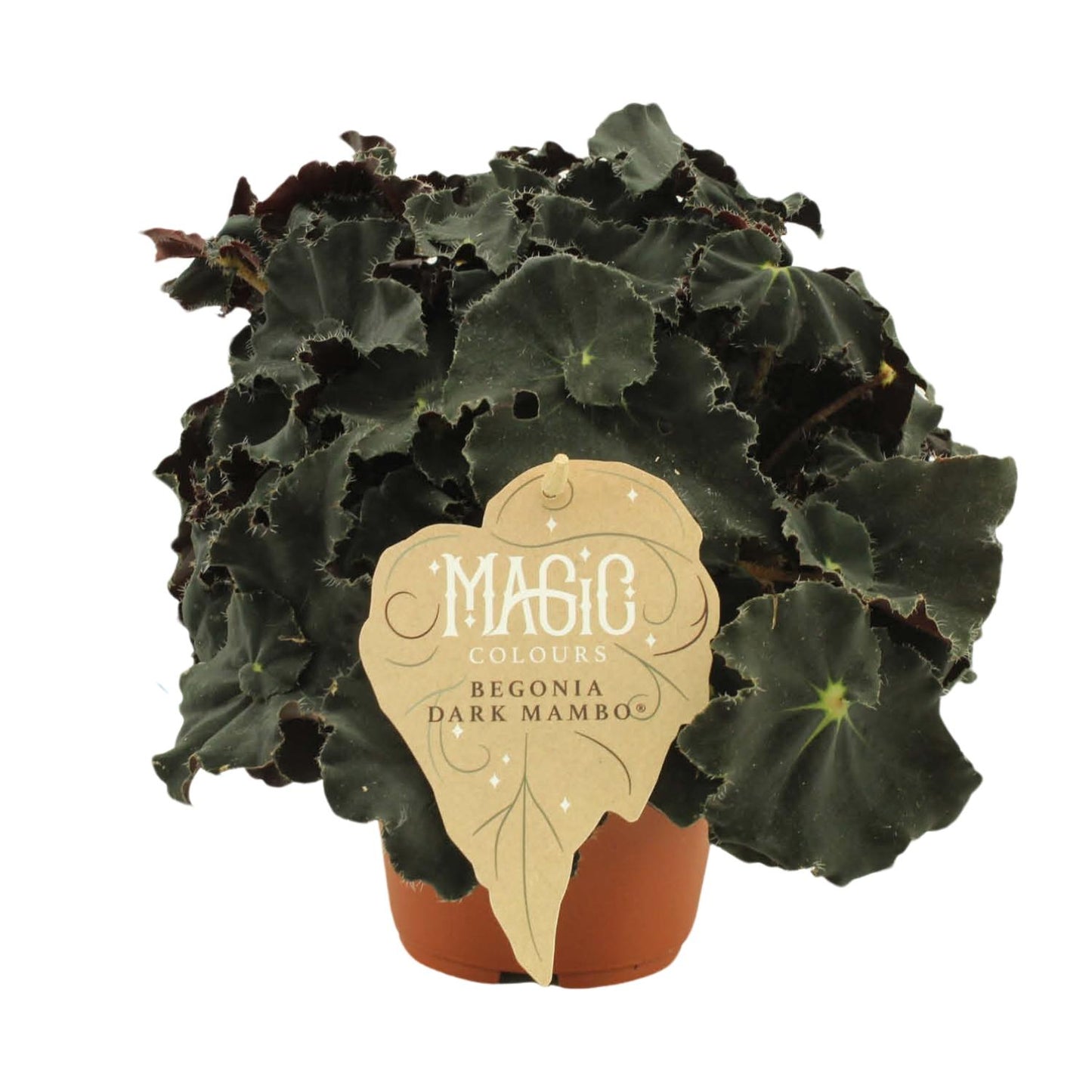 Begonia Rex Dark Mambo – Pflegeleichte Zimmerbegonie Ø12 cm