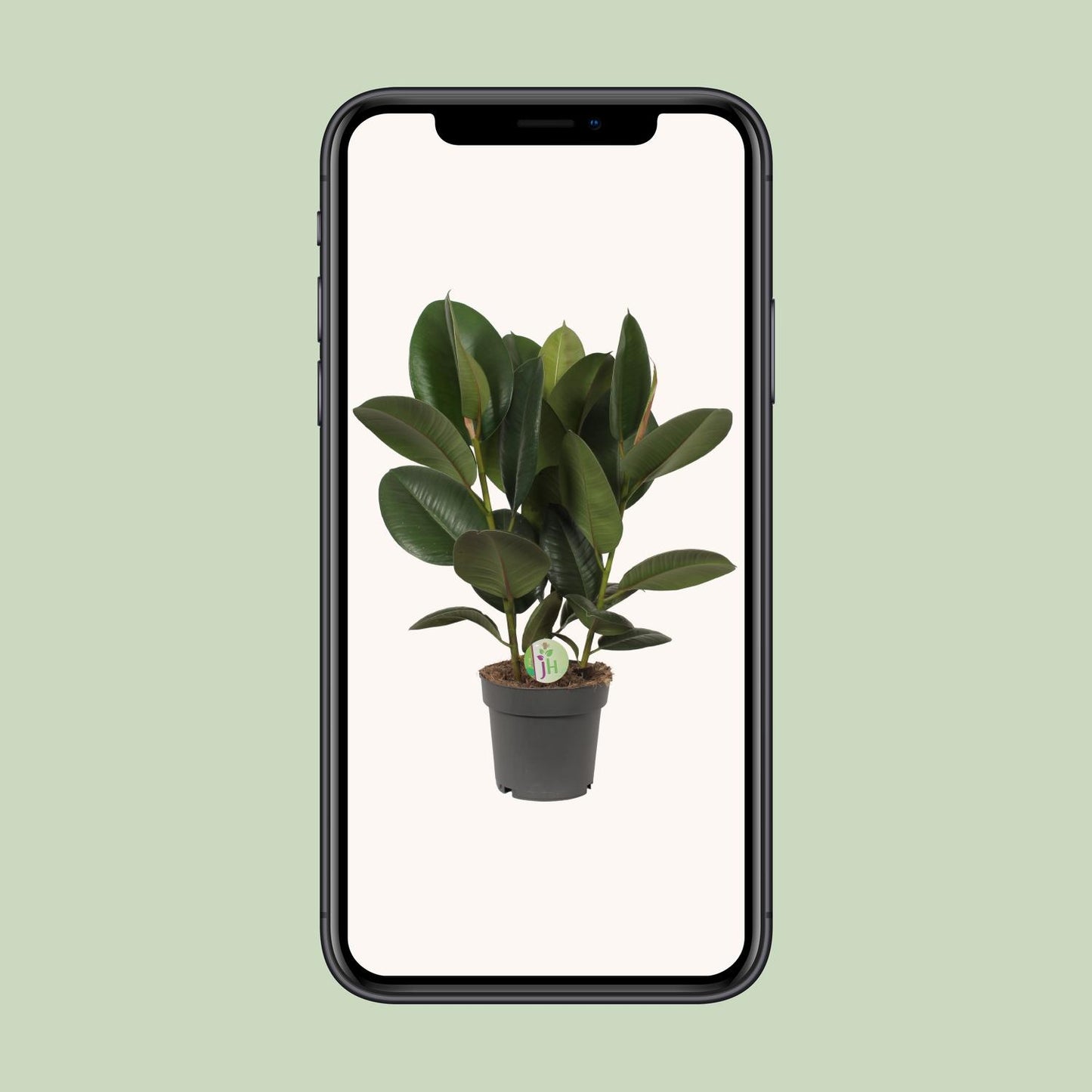 Ficus Robusta Ø19cm – Pflegeleichter Gummibaum