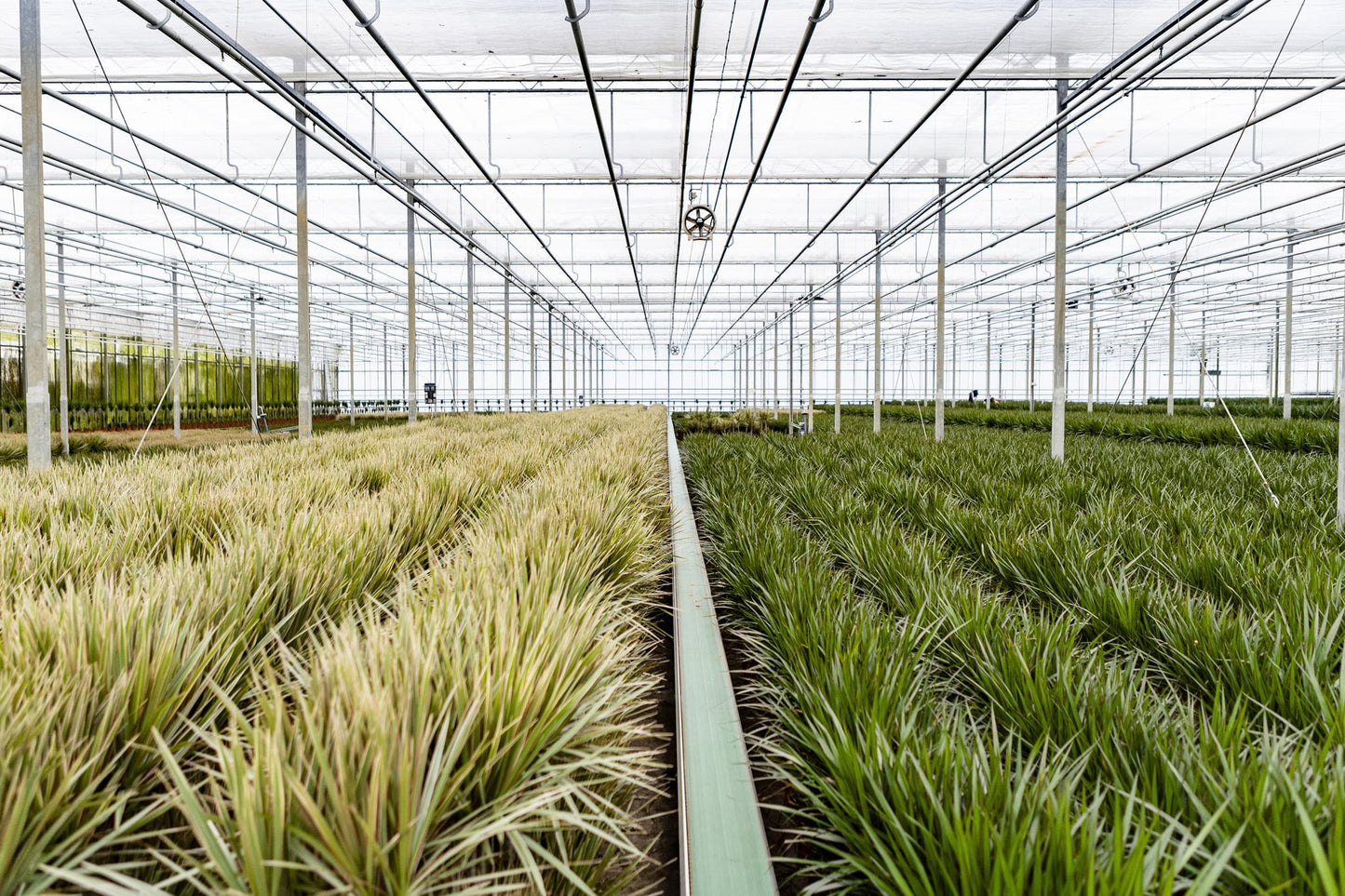 Dracaena Marginata – Pflegeleichter Drachenbaum Ø21cm