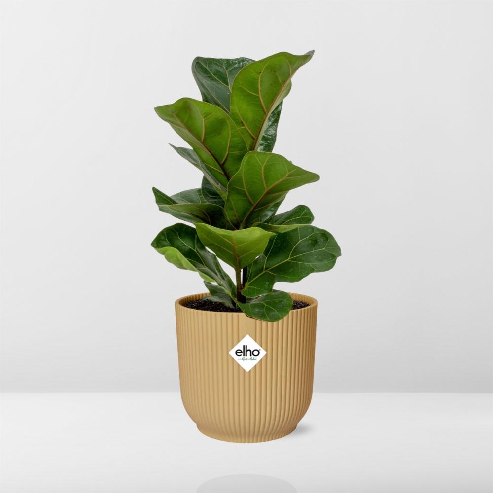 Ficus Lyrata ‘Bambino’ – Pflegeleichte Zimmerpflanze im ELHO Vibes Fold Topf