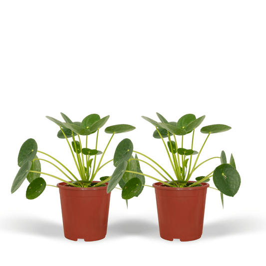 2x Pilea Peperomiodes – Pfannkuchenpflanze, 20 cm, ø12 cm