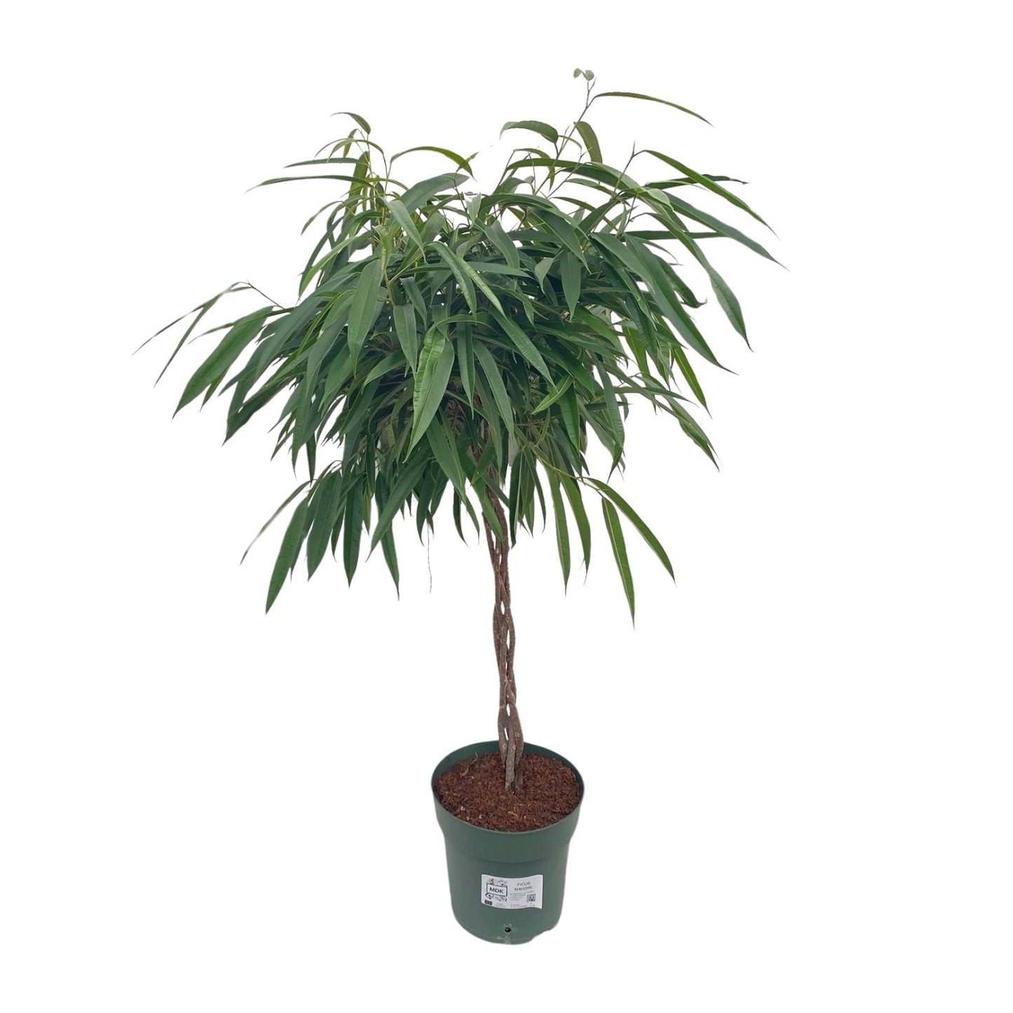 Bonsai-Feige 'Alii' geflochten – pflegeleichte Zimmerpflanze 110 cm