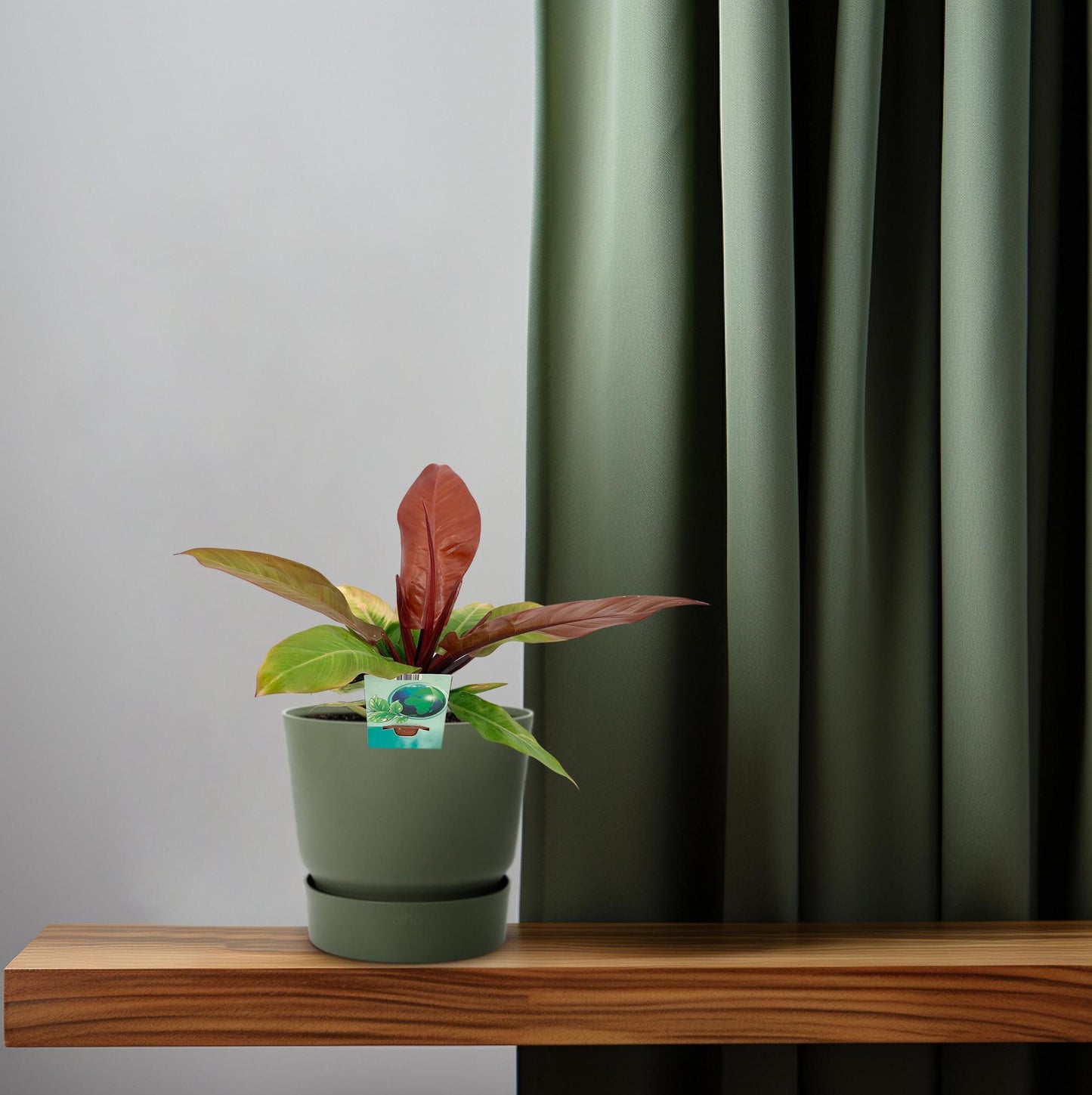 Philodendron 'Prince of Orange' – 45 cm pflegeleichte Zimmerpflanze